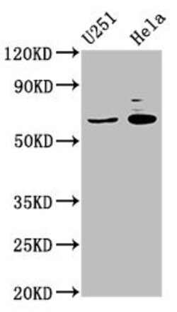 Invitrogen GABRA4 Polyclonal Antibody 100 &mu;g; Unconjugated:Antibodies,