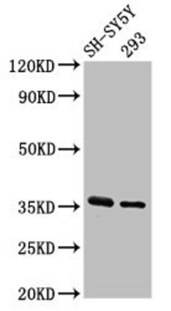 Invitrogen GAS1 Polyclonal Antibody 100 &mu;g | Buy Online | Invitrogen&trade; | Fisher Scientific