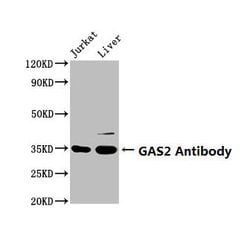 Invitrogen GAS2 Polyclonal Antibody 100 &mu;g; Unconjugated:Antibodies,