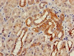 Invitrogen GCM2 Polyclonal Antibody 100 &mu;g; Unconjugated:Antibodies,