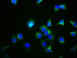 GDF5 Polyclonal Antibody, Invitrogen&trade; 100 &mu;L; Unconjugated 