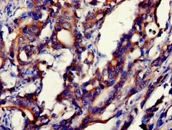Invitrogen GDI2 Polyclonal Antibody 100 &mu;g; Unconjugated:Antibodies,