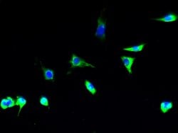 Invitrogen TSTA3 Polyclonal Antibody 100 &mu;g; Unconjugated:Antibodies,