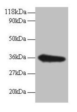 Invitrogen TSTA3 Polyclonal Antibody 100 &mu;g; Unconjugated:Antibodies,