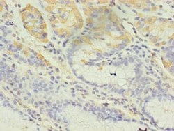 Invitrogen GIF Polyclonal Antibody 100 &mu;g; Unconjugated:Antibodies,