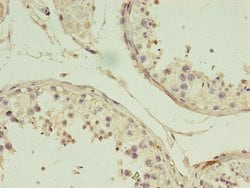 Invitrogen GIF Polyclonal Antibody 100 &mu;g; Unconjugated:Antibodies,