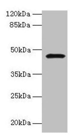 Invitrogen GIF Polyclonal Antibody 100 &mu;g; Unconjugated:Antibodies,