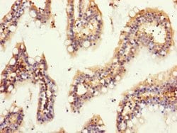 Invitrogen GNB2 Polyclonal Antibody 100 &mu;L; Unconjugated:Antibodies,