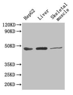 Invitrogen GOT1 Polyclonal Antibody 100 &mu;g; Unconjugated:Antibodies,