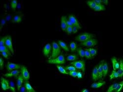 Invitrogen Glypican 4 Polyclonal Antibody 100 &mu;g; Unconjugated:Antibodies,