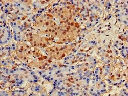 Invitrogen Glypican 4 Polyclonal Antibody 100 &mu;g; Unconjugated:Antibodies,