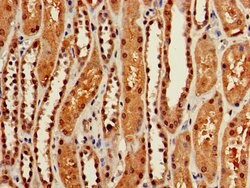 Invitrogen Glypican 4 Polyclonal Antibody 100 &mu;g; Unconjugated:Antibodies,