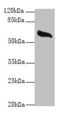 Invitrogen Glypican 4 Polyclonal Antibody 100 &mu;g; Unconjugated:Antibodies,