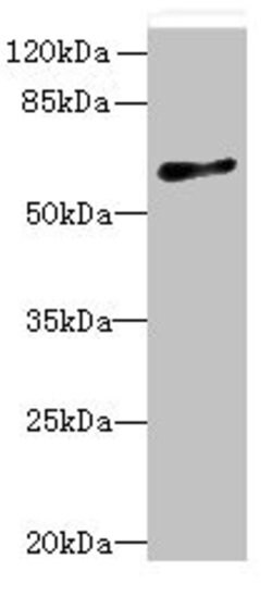 Invitrogen GPR75 Polyclonal Antibody 100 &mu;g | Buy Online | Invitrogen&trade; | Fisher Scientific