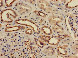 Invitrogen PP2A beta Polyclonal Antibody 100 &mu;g; Unconjugated:Antibodies,