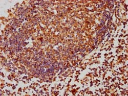 Invitrogen PP2A beta Polyclonal Antibody 100 &mu;g; Unconjugated:Antibodies,
