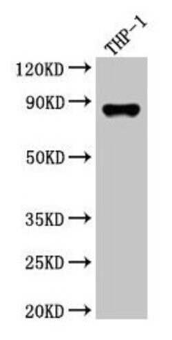 Invitrogen Gelsolin Polyclonal Antibody 100 &mu;g; Unconjugated:Antibodies,