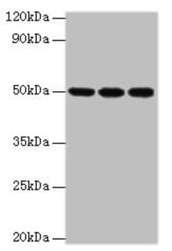 Invitrogen HAT1 Polyclonal Antibody 100 &mu;L; Unconjugated:Antibodies,