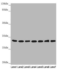 Invitrogen HCCS Polyclonal Antibody 100 &mu;L; Unconjugated:Antibodies,
