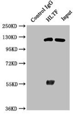 Invitrogen HLTF Polyclonal Antibody 100 &mu;g; Unconjugated:Antibodies,