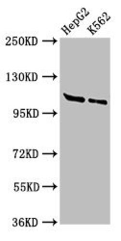 Invitrogen HLTF Polyclonal Antibody 100 &mu;g; Unconjugated:Antibodies,
