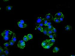 Invitrogen HMBS Polyclonal Antibody 100 &mu;g; Unconjugated:Antibodies,