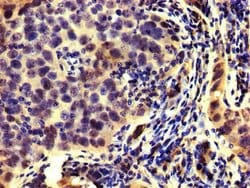 Invitrogen HMGCR Polyclonal Antibody 100 &mu;L; Unconjugated:Antibodies,