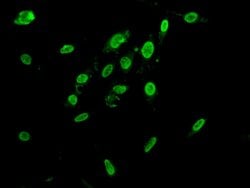 Invitrogen hnRNP AB Polyclonal Antibody 100 &mu;g; Unconjugated:Antibodies,