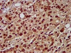 Invitrogen hnRNP AB Polyclonal Antibody 100 &mu;g; Unconjugated:Antibodies,