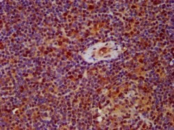 Invitrogen hnRNP AB Polyclonal Antibody 100 &mu;g; Unconjugated:Antibodies,