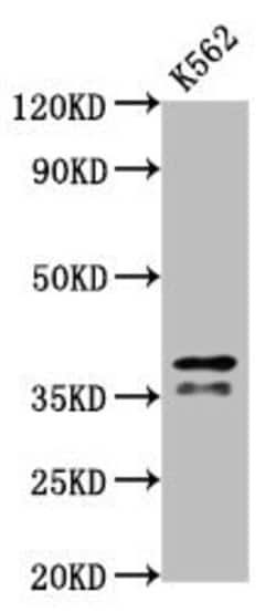 Invitrogen hnRNP AB Polyclonal Antibody 100 &mu;g; Unconjugated:Antibodies,