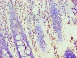Invitrogen HOXA1 Polyclonal Antibody 100 &mu;L; Unconjugated:Antibodies,