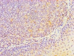 Invitrogen HOXA1 Polyclonal Antibody 100 &mu;L; Unconjugated:Antibodies,