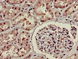 Invitrogen HOXA6 Polyclonal Antibody 100 &mu;g; Unconjugated:Antibodies,