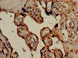 Invitrogen HSD3B1 Polyclonal Antibody 100 &mu;g; Unconjugated:Antibodies,