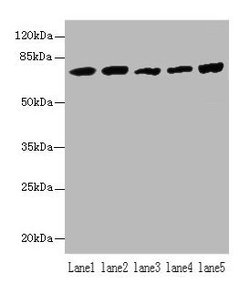 Invitrogen HSPA1B Polyclonal Antibody 100 &mu;g; Unconjugated:Antibodies,