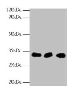 Invitrogen HUS1 Polyclonal Antibody 100 &mu;g; Unconjugated:Antibodies,