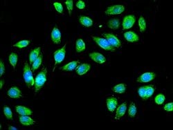 Invitrogen IDH3A Polyclonal Antibody 100 &mu;g; Unconjugated:Antibodies,