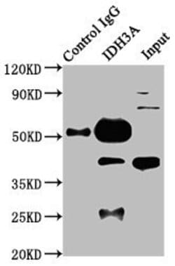 Invitrogen IDH3A Polyclonal Antibody 100 &mu;g; Unconjugated:Antibodies,