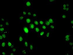 Invitrogen IFI44 Polyclonal Antibody 100 &mu;g; Unconjugated:Antibodies,