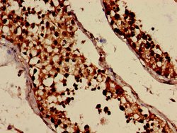 Invitrogen IFI44 Polyclonal Antibody 100 &mu;g; Unconjugated:Antibodies,