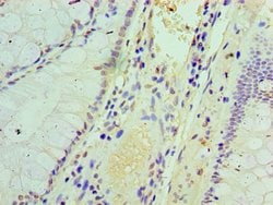 Invitrogen IFIT3 Polyclonal Antibody 100 &mu;g; Unconjugated:Antibodies,