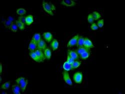 Invitrogen IFITM2 Polyclonal Antibody 100 &mu;g; Unconjugated:Antibodies,