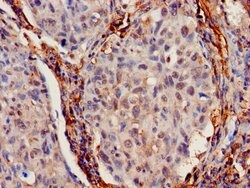 Invitrogen IFITM2 Polyclonal Antibody 100 &mu;g; Unconjugated:Antibodies,