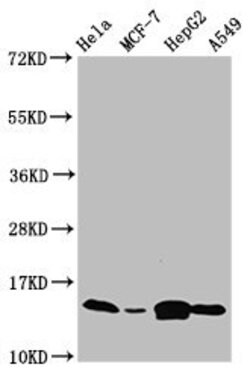 Invitrogen IFITM2 Polyclonal Antibody 100 &mu;g; Unconjugated:Antibodies,