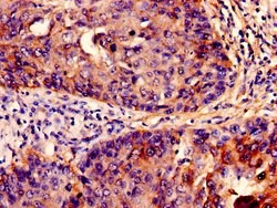 Invitrogen IFITM3 Polyclonal Antibody 100 &mu;g; Unconjugated:Antibodies,