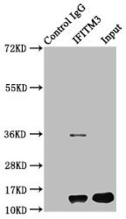 Invitrogen IFITM3 Polyclonal Antibody 100 &mu;g; Unconjugated:Antibodies,