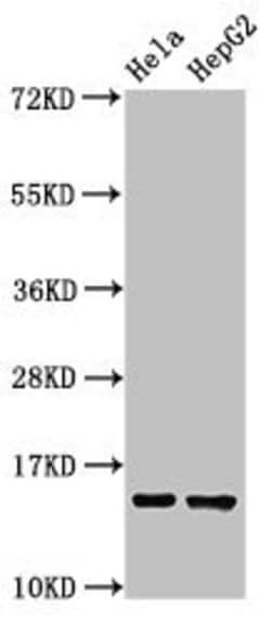 Invitrogen IFITM3 Polyclonal Antibody 100 &mu;g; Unconjugated:Antibodies,
