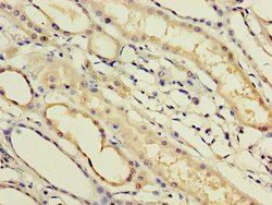 Invitrogen IFNA14 Polyclonal Antibody 100 &mu;g; Unconjugated:Antibodies,