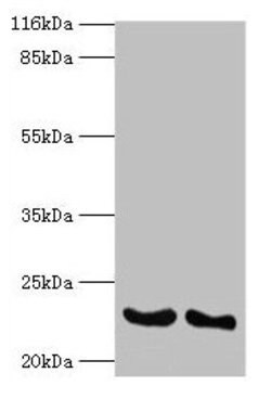 Invitrogen IFNA14 Polyclonal Antibody 100 &mu;g; Unconjugated:Antibodies,